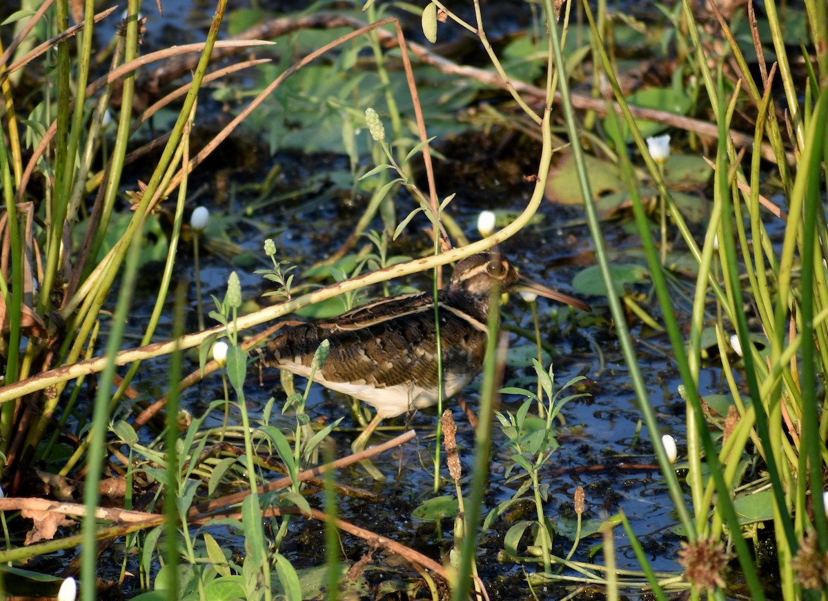 Greater Painted-Snipe - ML611463803