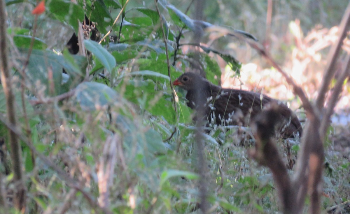 Scaly Spurfowl - Nicholas Fordyce - Birding Africa