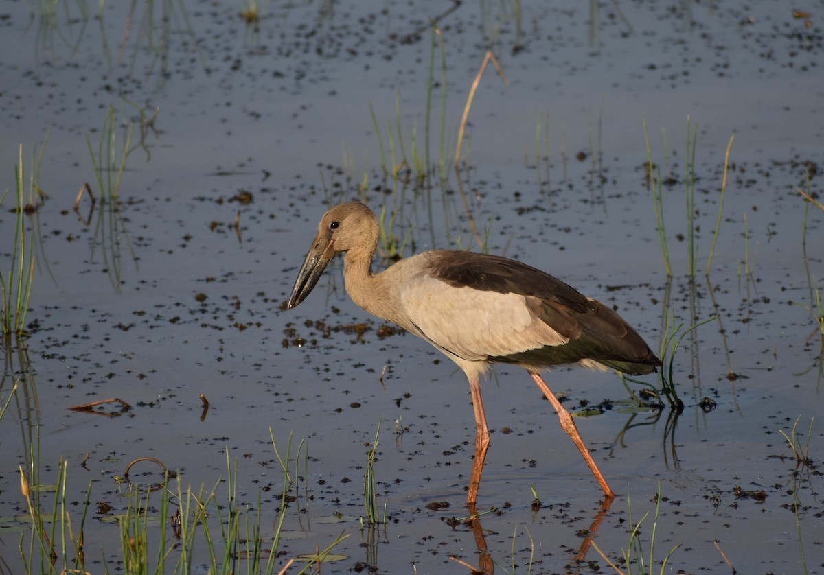 Asian Openbill - ML611463852