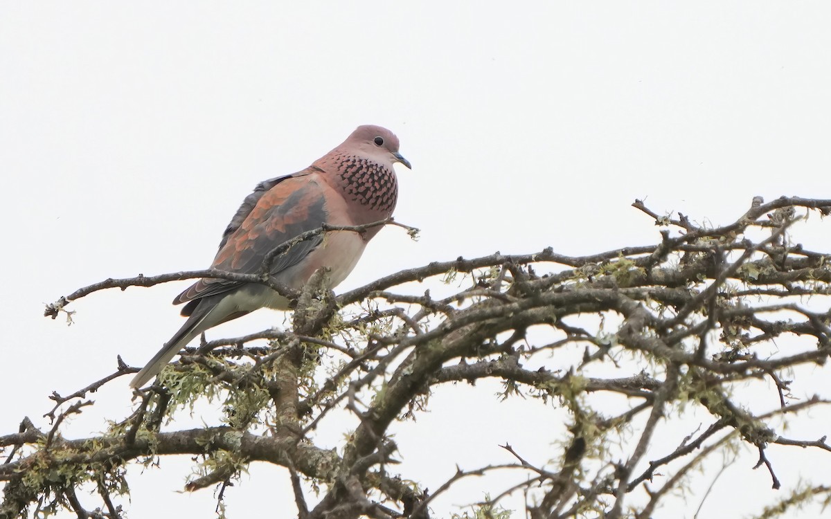 Laughing Dove - ML611463857