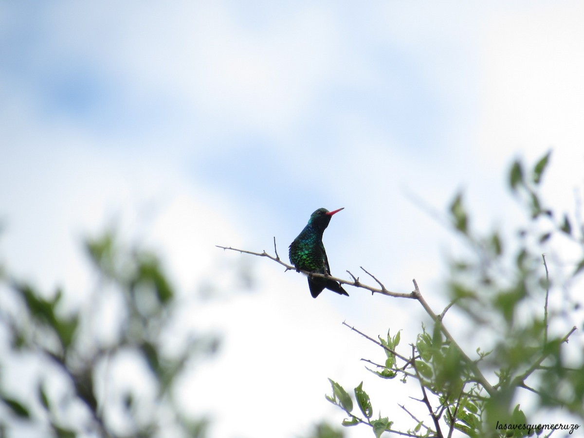 Glittering-bellied Emerald - ML611463865