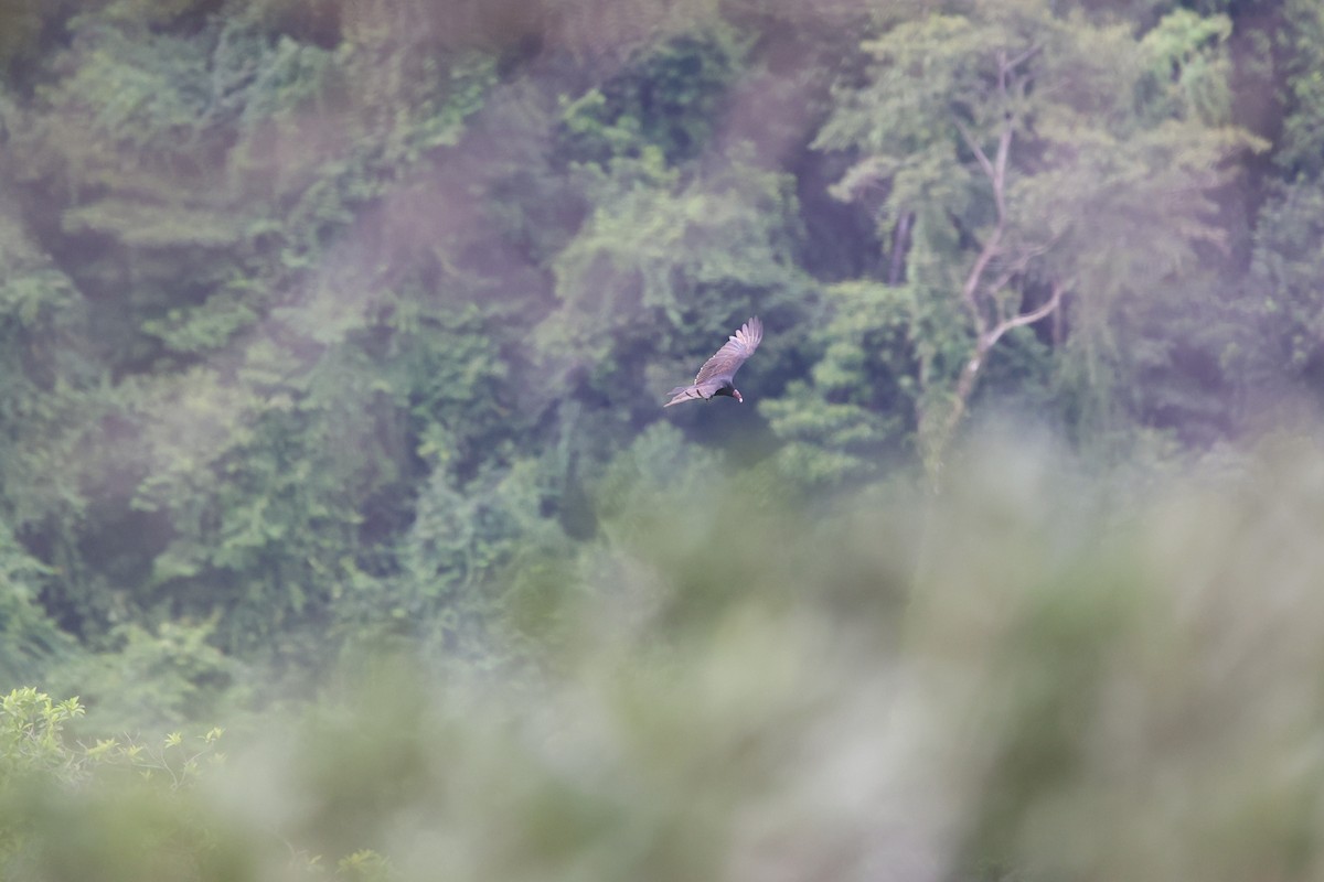 Turkey Vulture - ML611463869