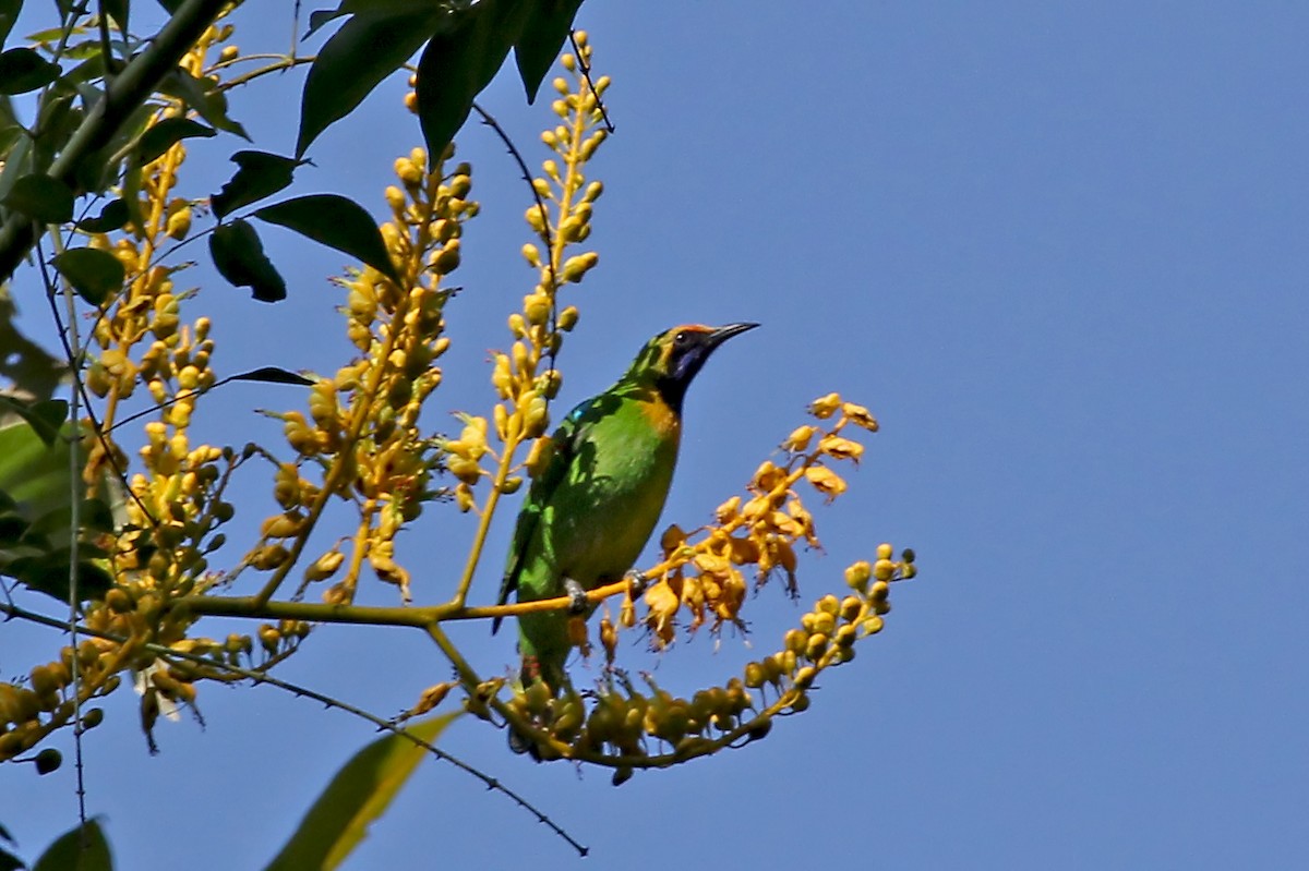 Golden-fronted Leafbird - Phillip Edwards