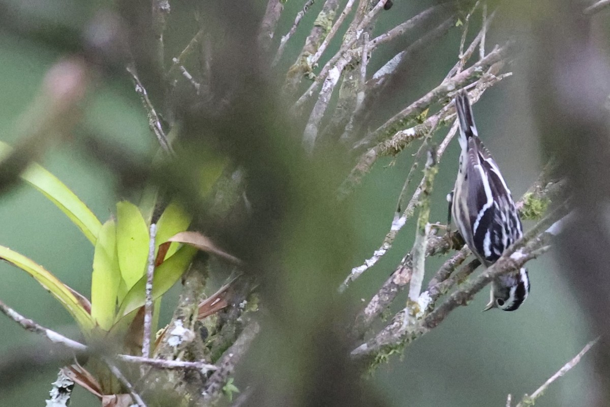 Black-and-white Warbler - ML611463885