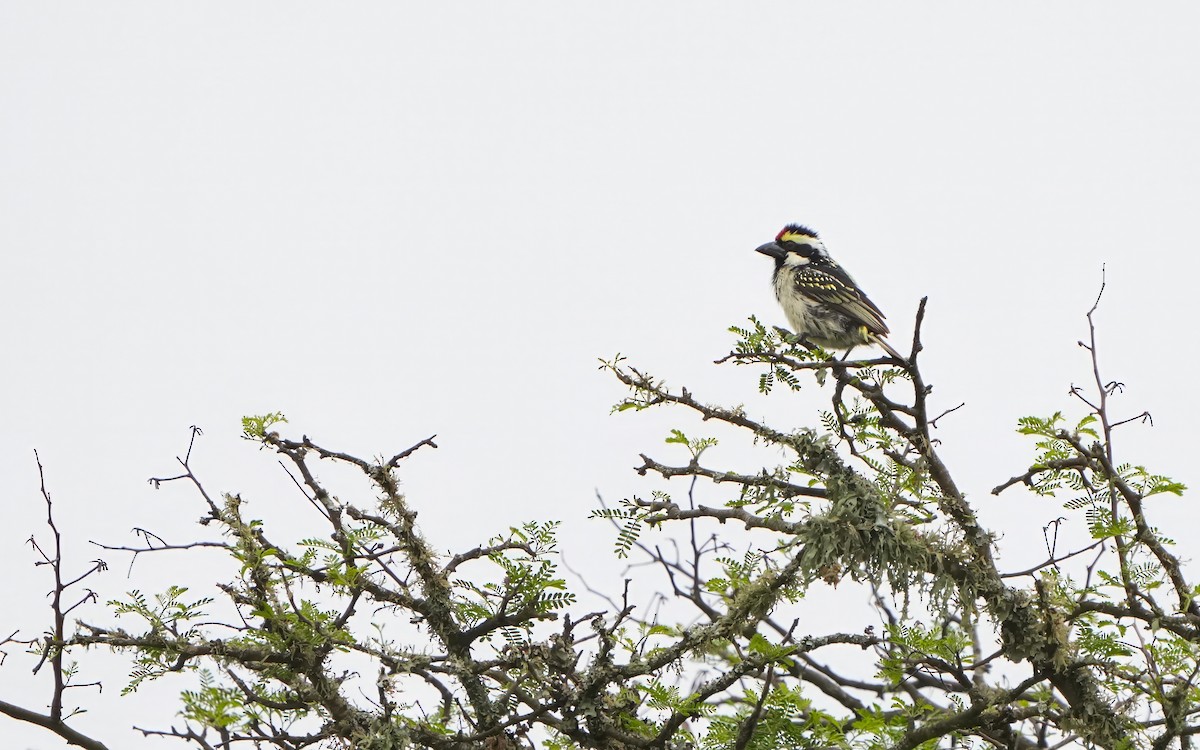 Pied Barbet - ML611463888