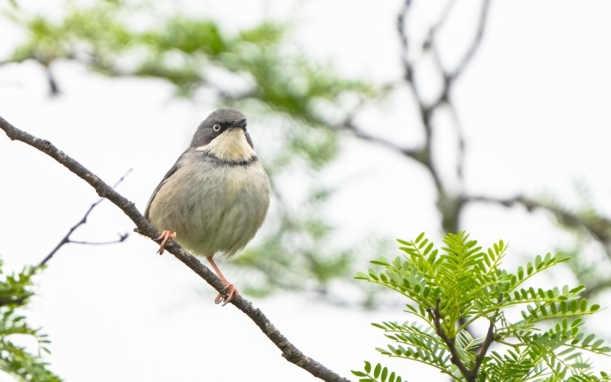 Bar-throated Apalis - ML611463890