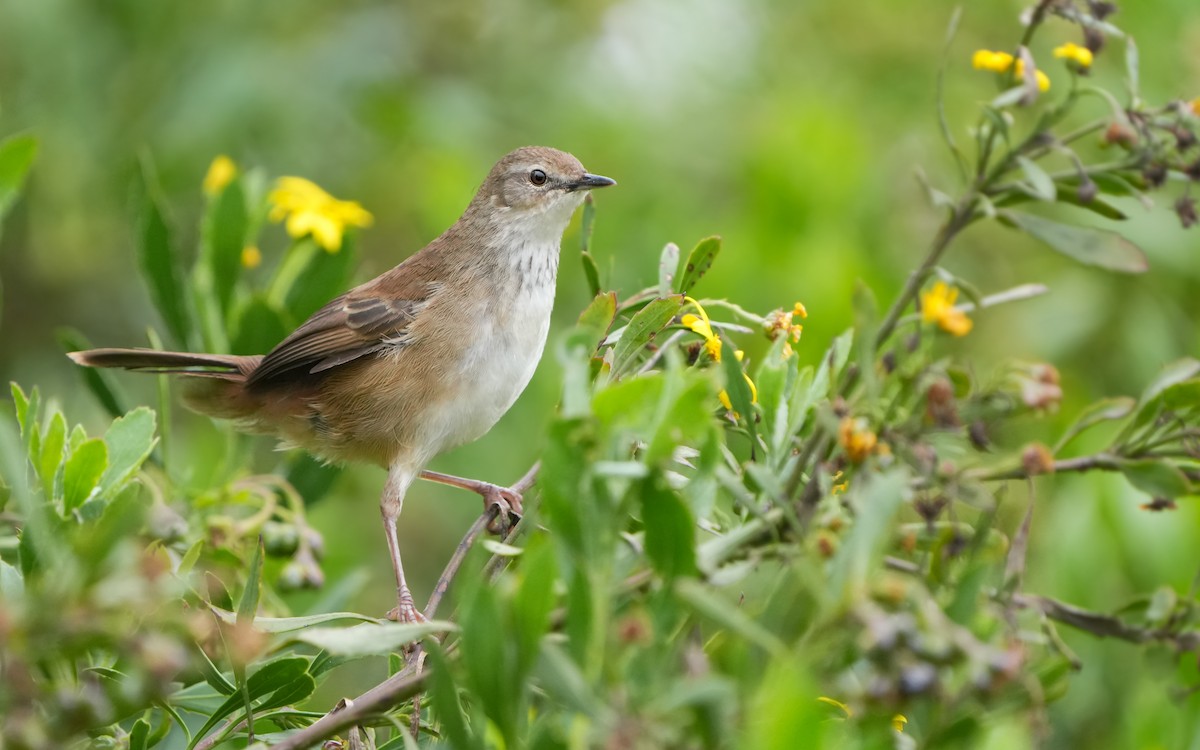 Little Rush Warbler - ML611463896