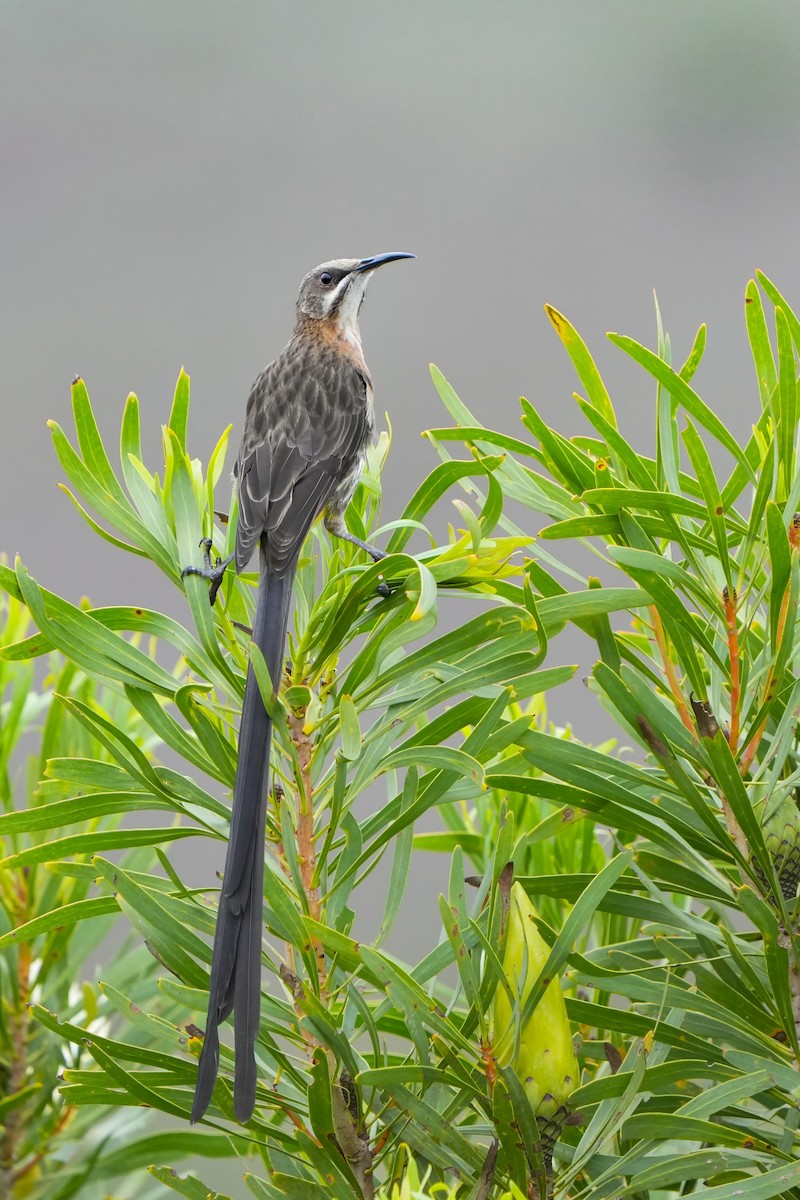 Cape Sugarbird - ML611463903