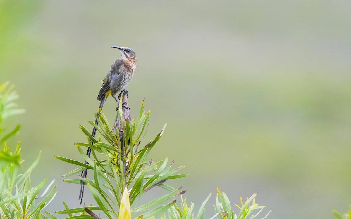 Cape Sugarbird - ML611463904