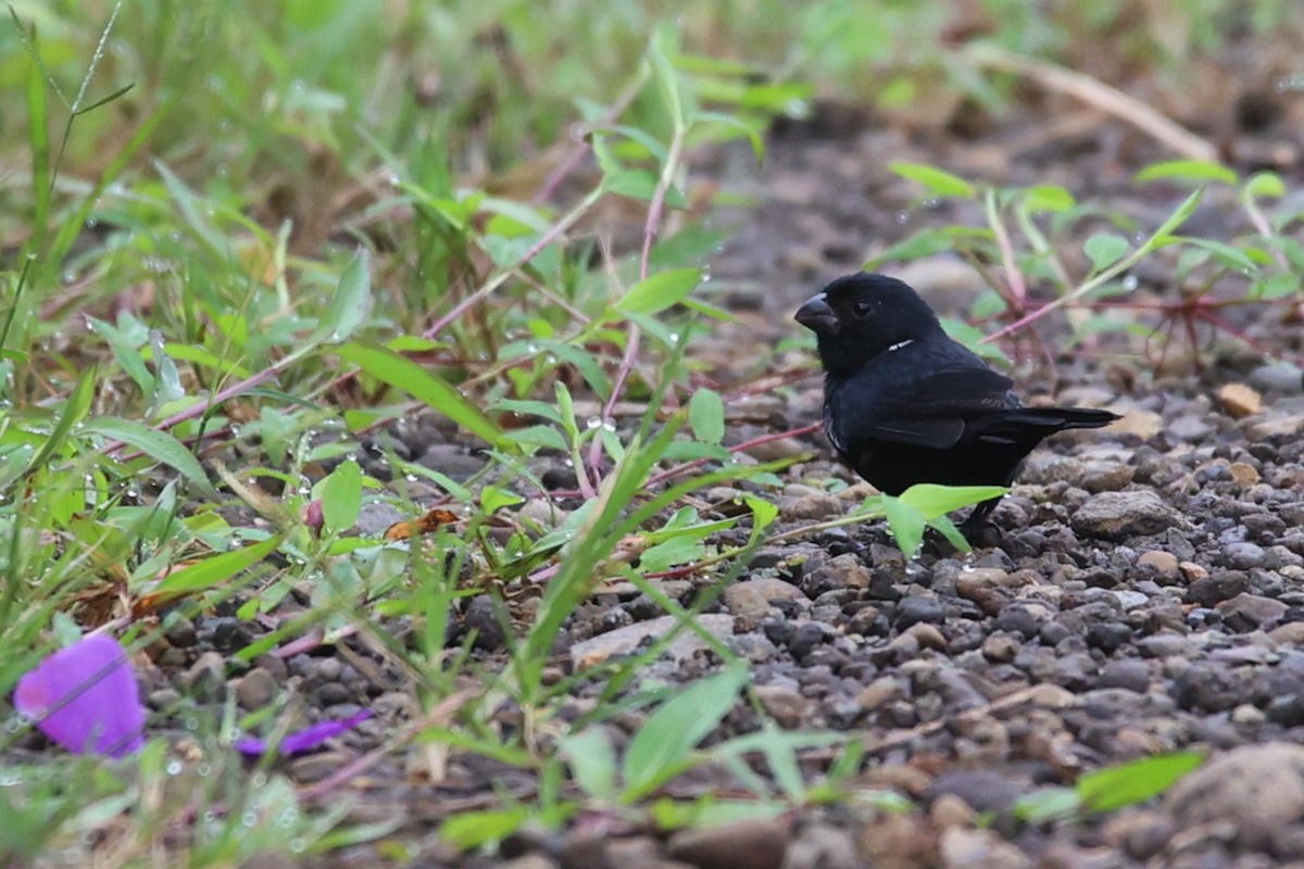 Variable Seedeater - ML611463981