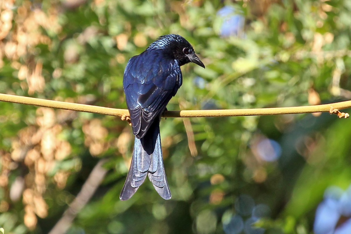 Bronzed Drongo - ML611463991