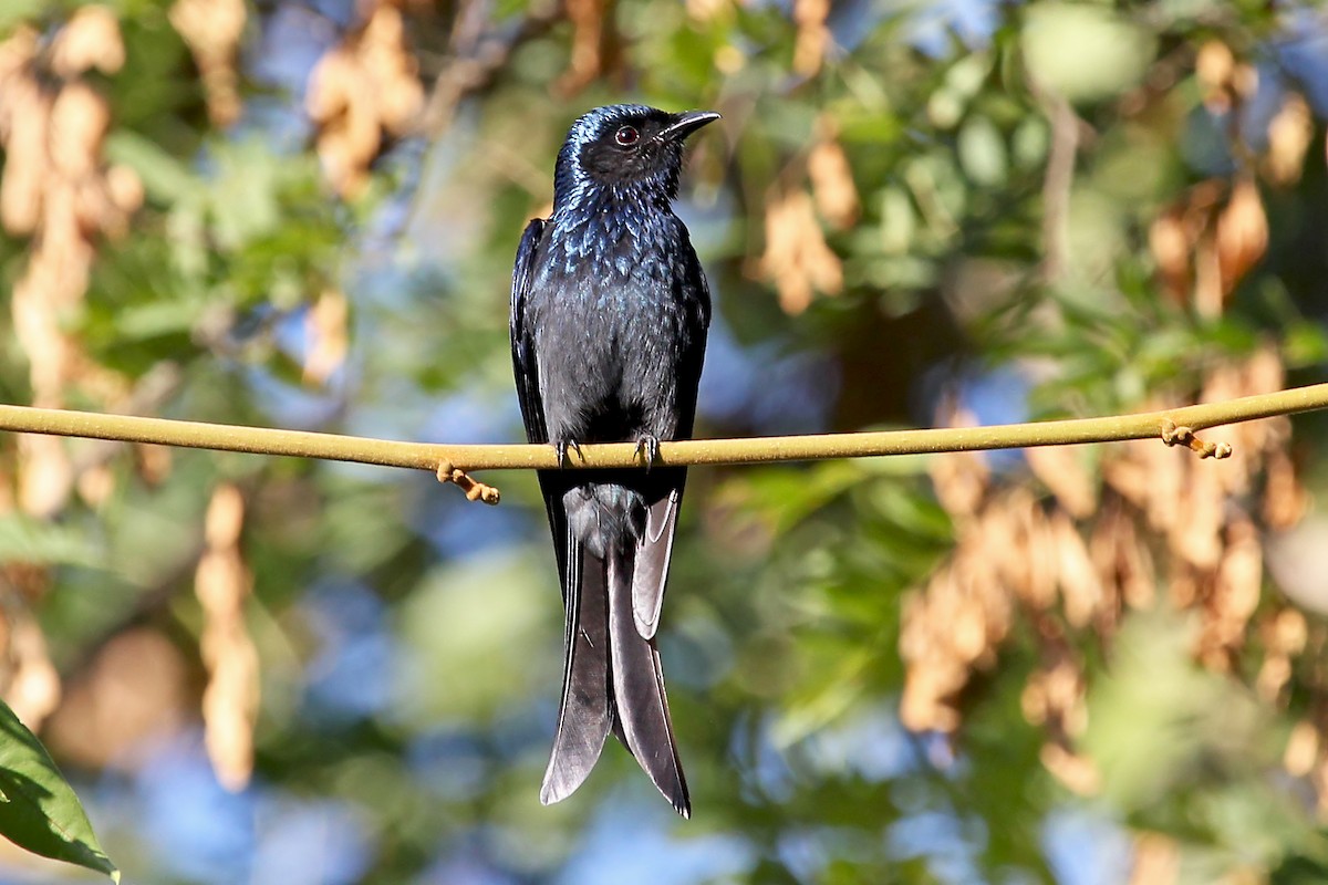 Bronzed Drongo - ML611463998