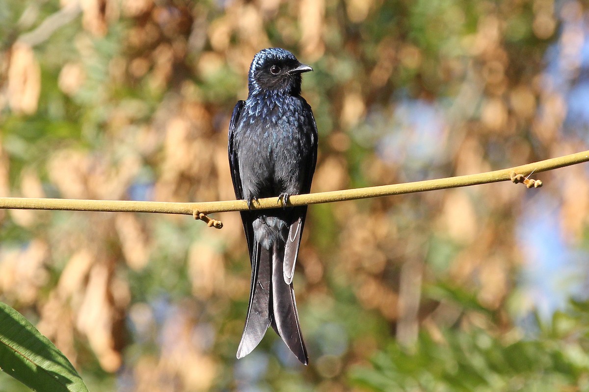 Bronzed Drongo - ML611464000