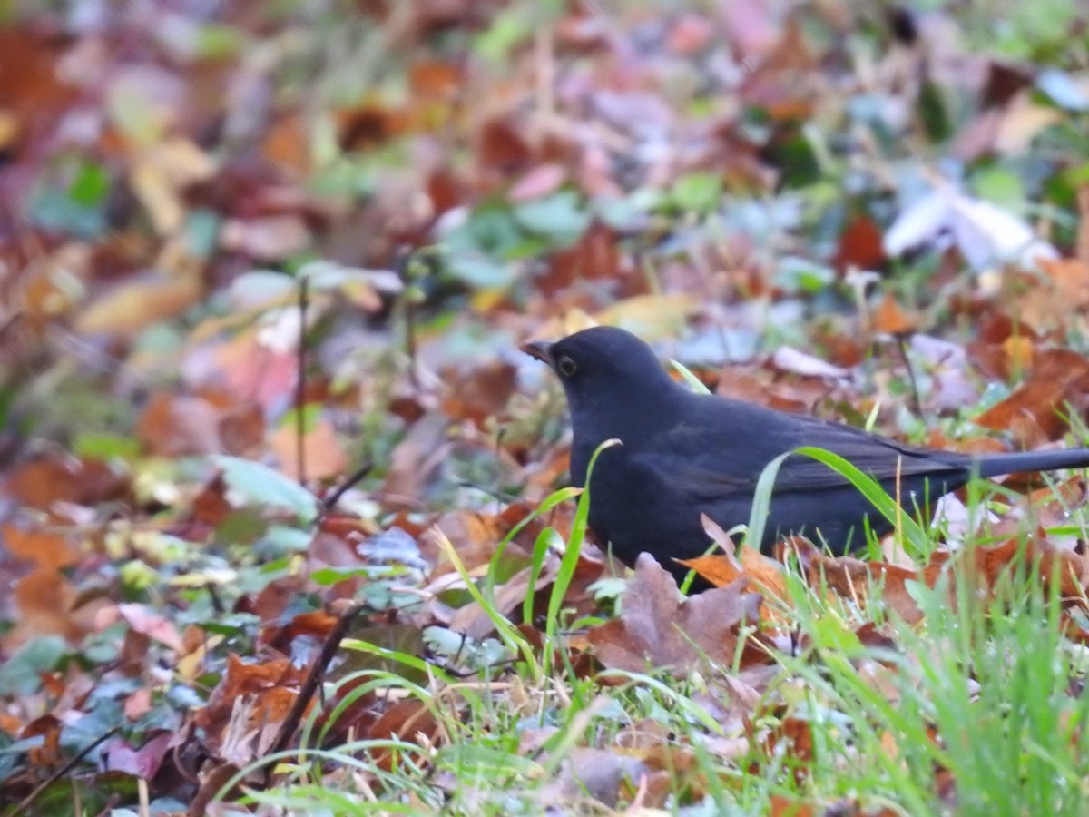 Eurasian Blackbird - ML611464031