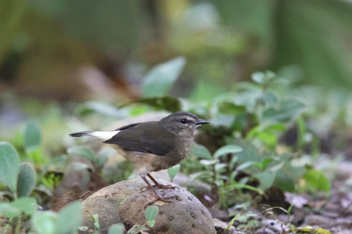 Buff-rumped Warbler - ML611464034