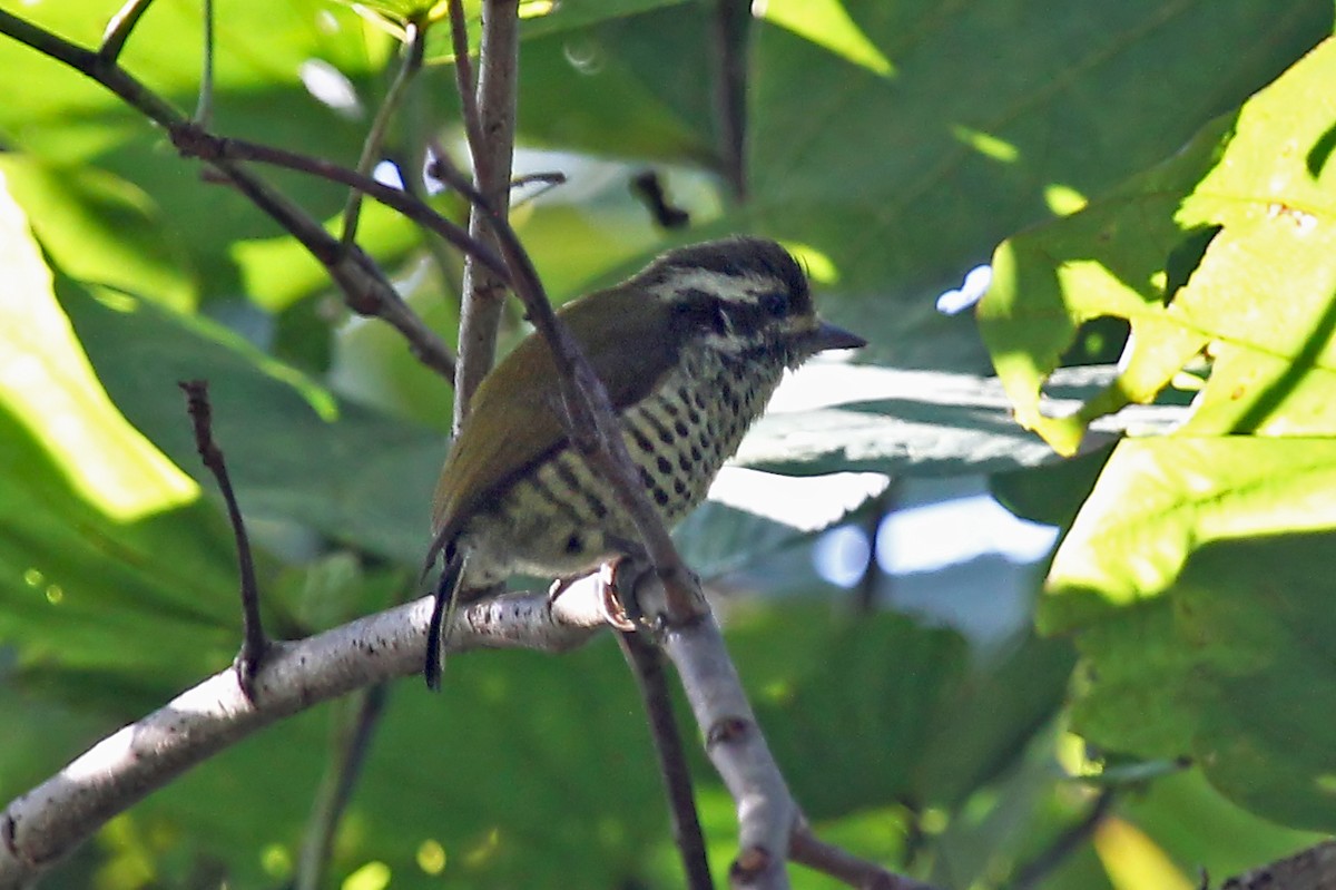 Speckled Piculet - Phillip Edwards