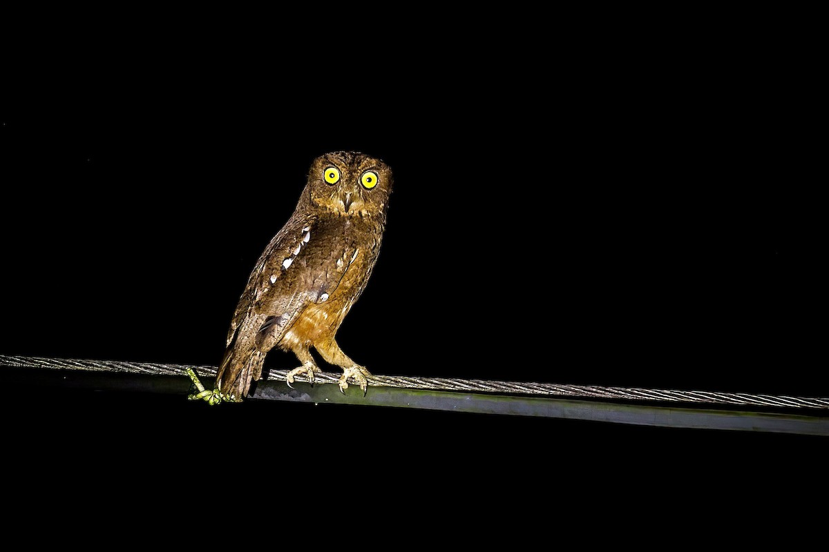 Nicobar Scops-Owl - ML611464108