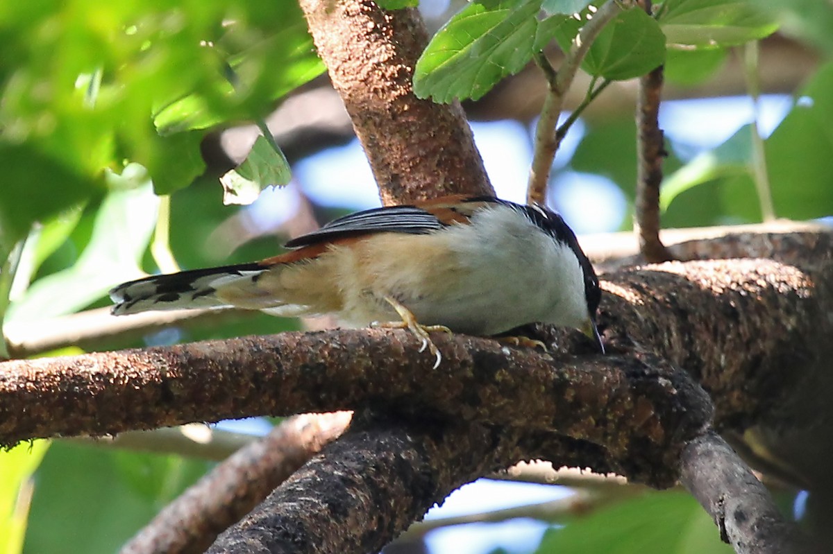 Rufous-backed Sibia - Phillip Edwards