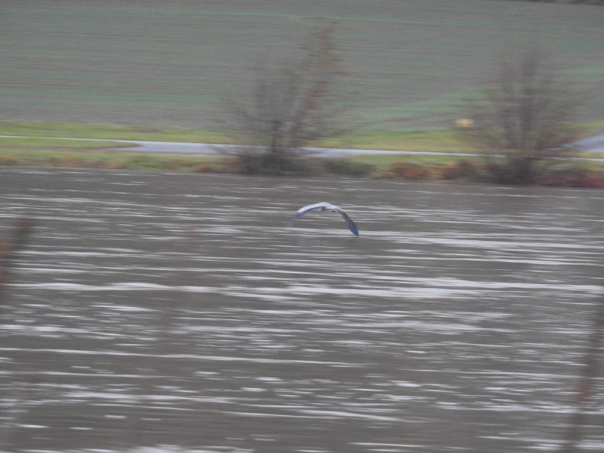 Gray Heron - Kurt Schwarz