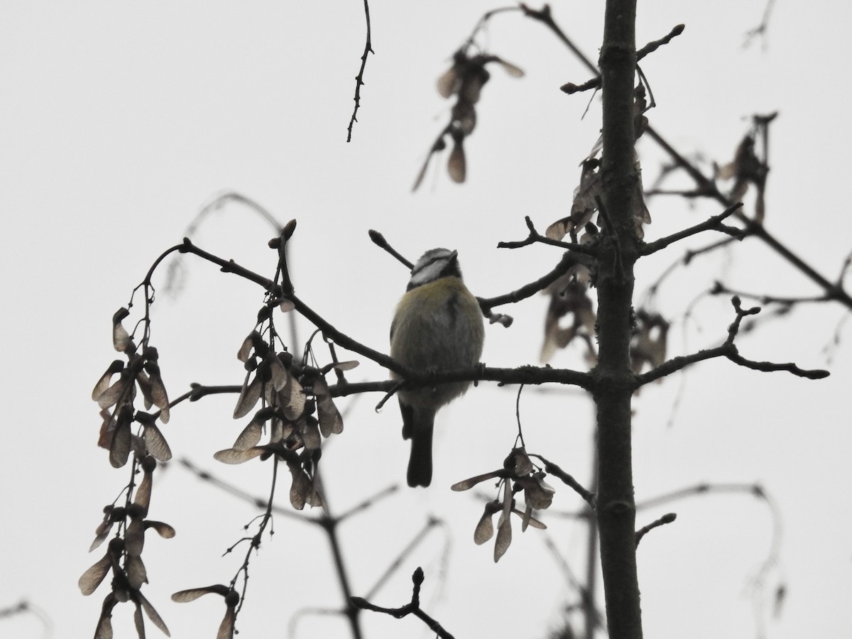 Eurasian Blue Tit - Kurt Schwarz