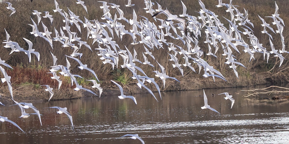 Bonaparte's Gull - ML611464199