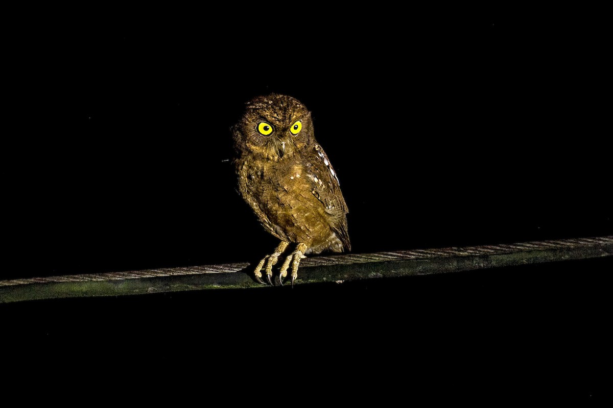 Nicobar Scops-Owl - ML611464210