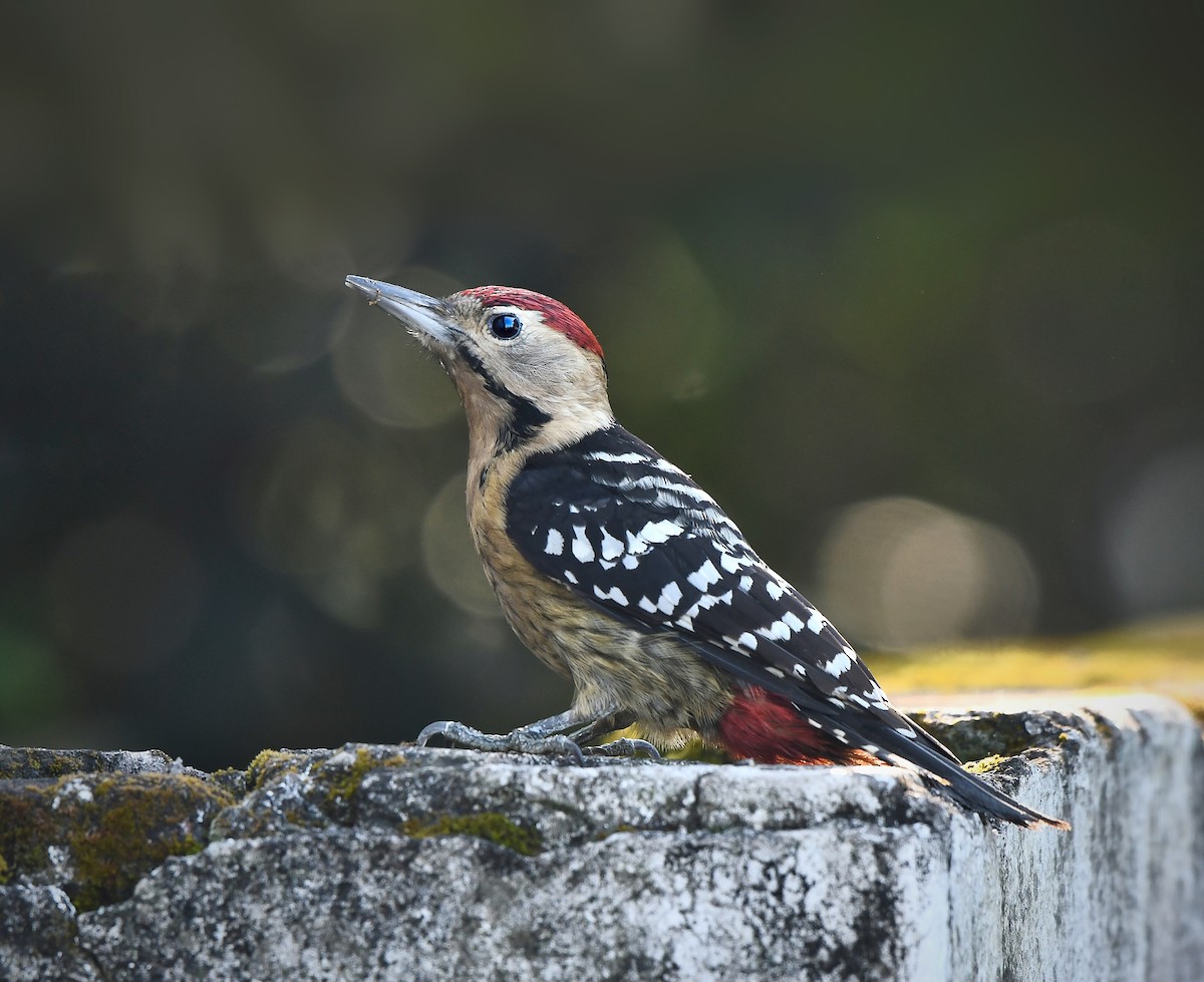 Fulvous-breasted Woodpecker - Hemant Kumar