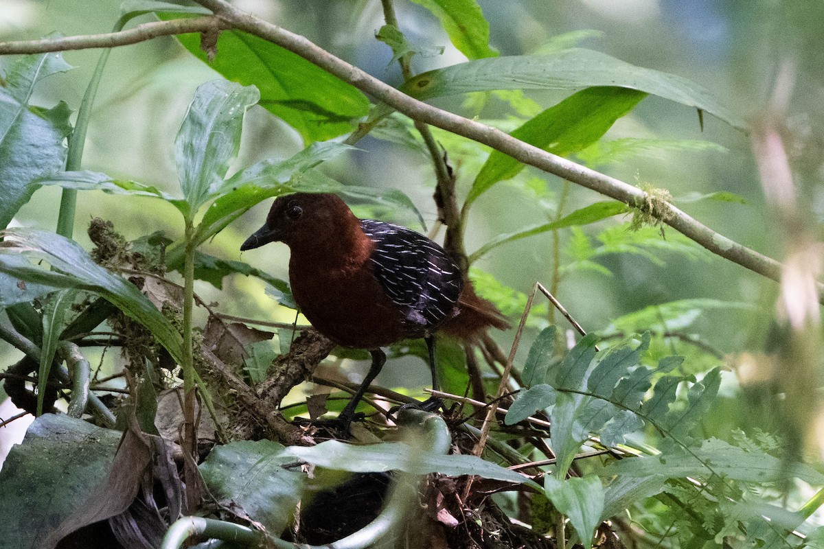 White-striped Forest Rail - ML611464264