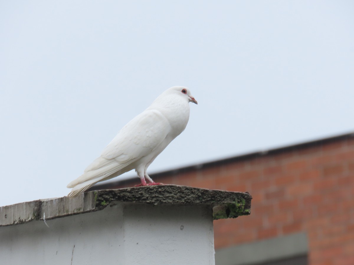 Rock Pigeon (Feral Pigeon) - ML611464324