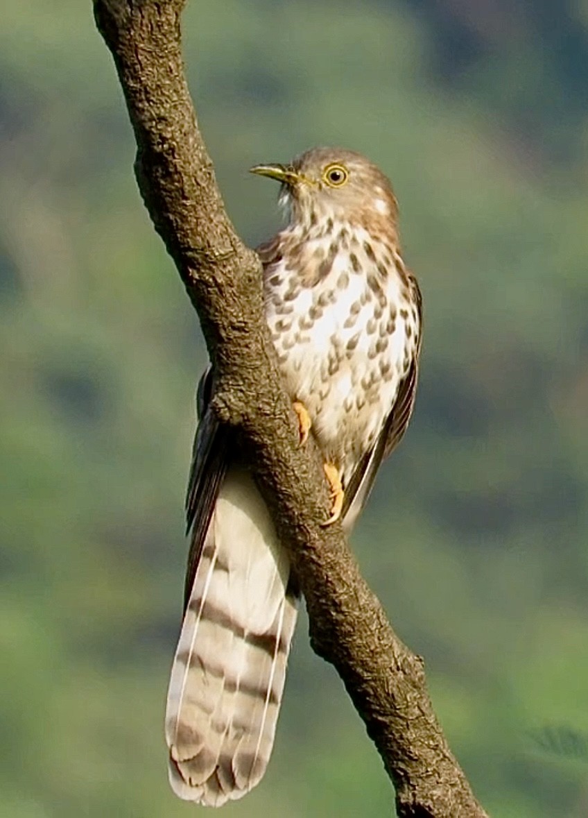 Common Hawk-Cuckoo - ML611464349