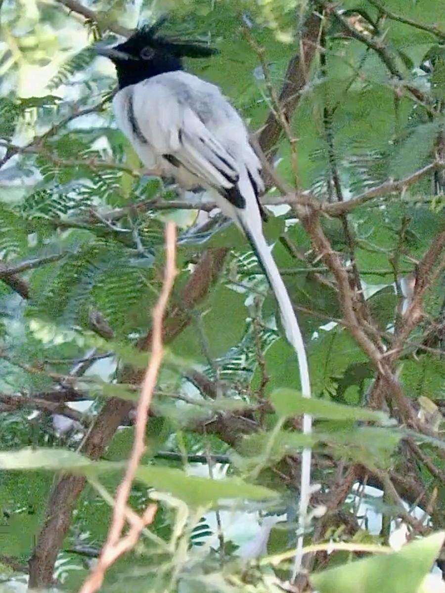 Indian Paradise-Flycatcher - ML611464367