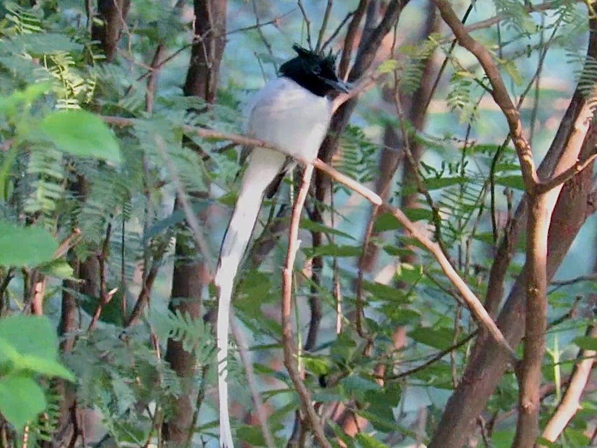 Indian Paradise-Flycatcher - ML611464368