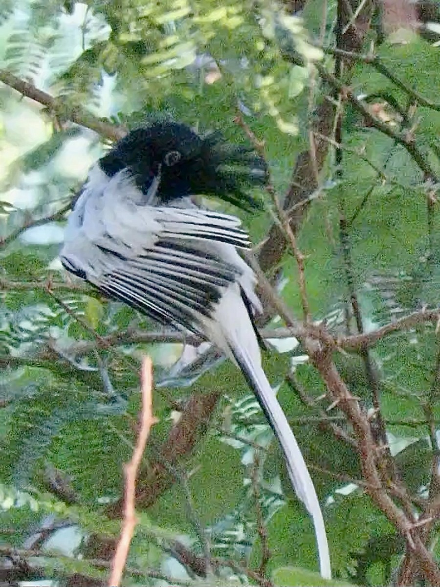 Indian Paradise-Flycatcher - ML611464369