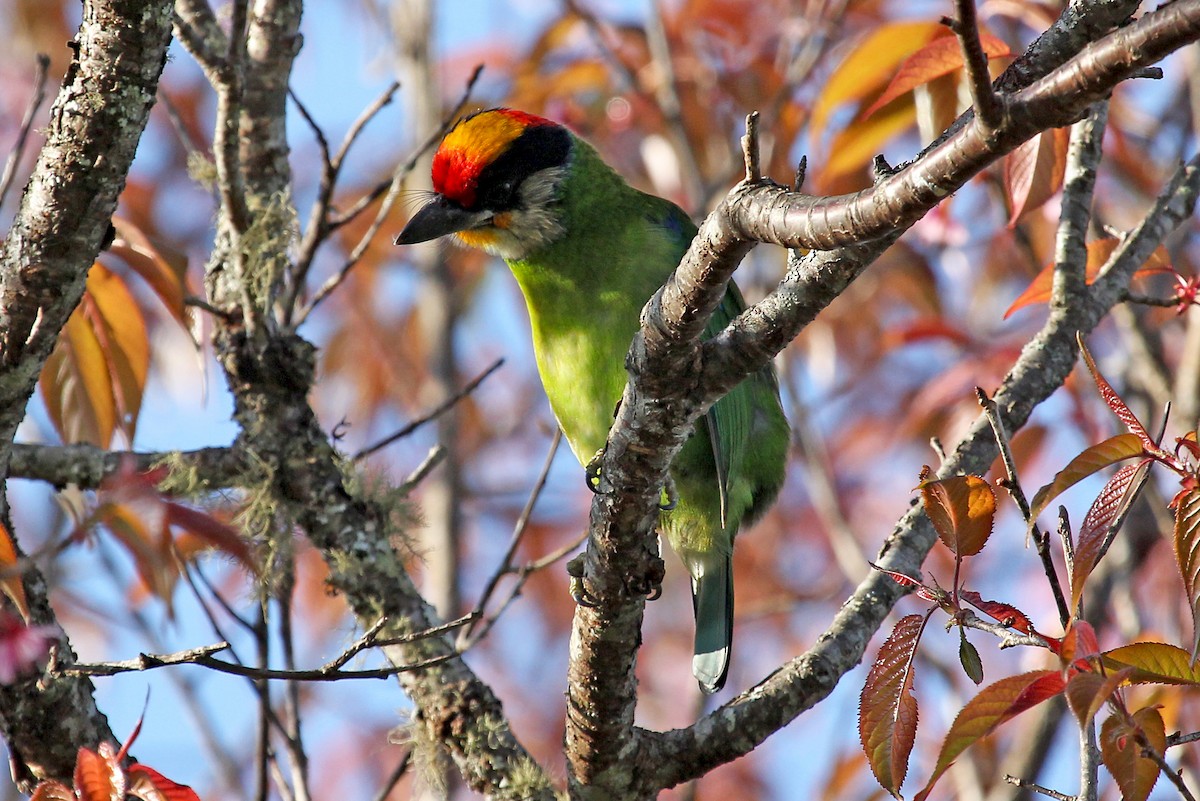 Golden-throated Barbet (Himalayan) - ML611464403