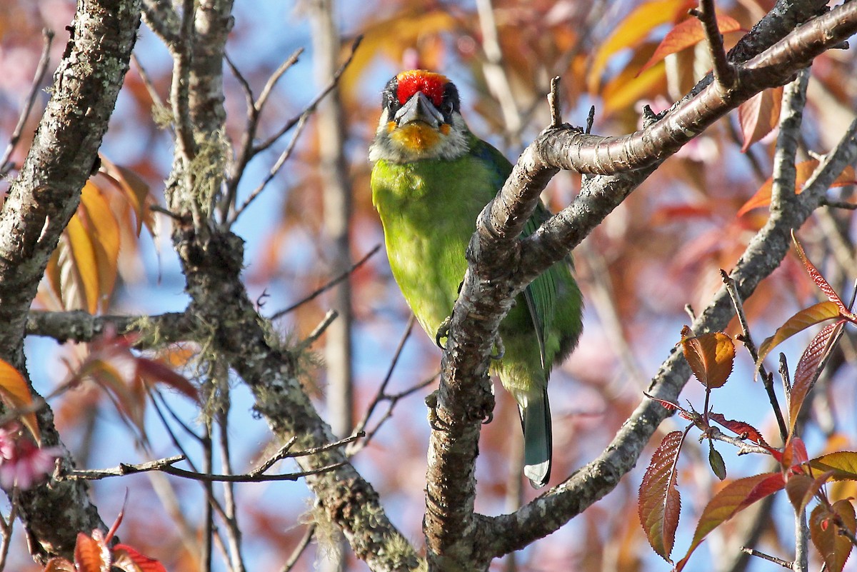 barbet žlutohrdlý (ssp. franklinii) - ML611464405