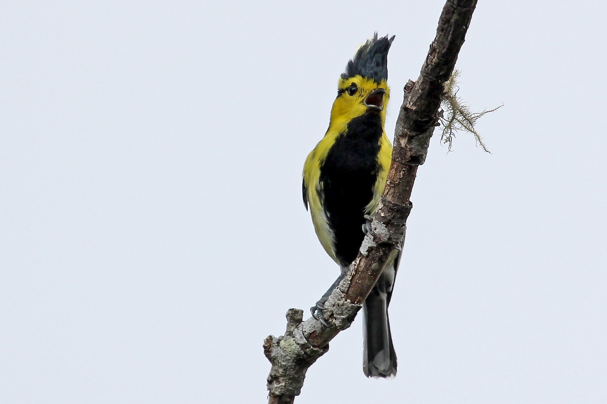 Yellow-cheeked Tit - ML611464415