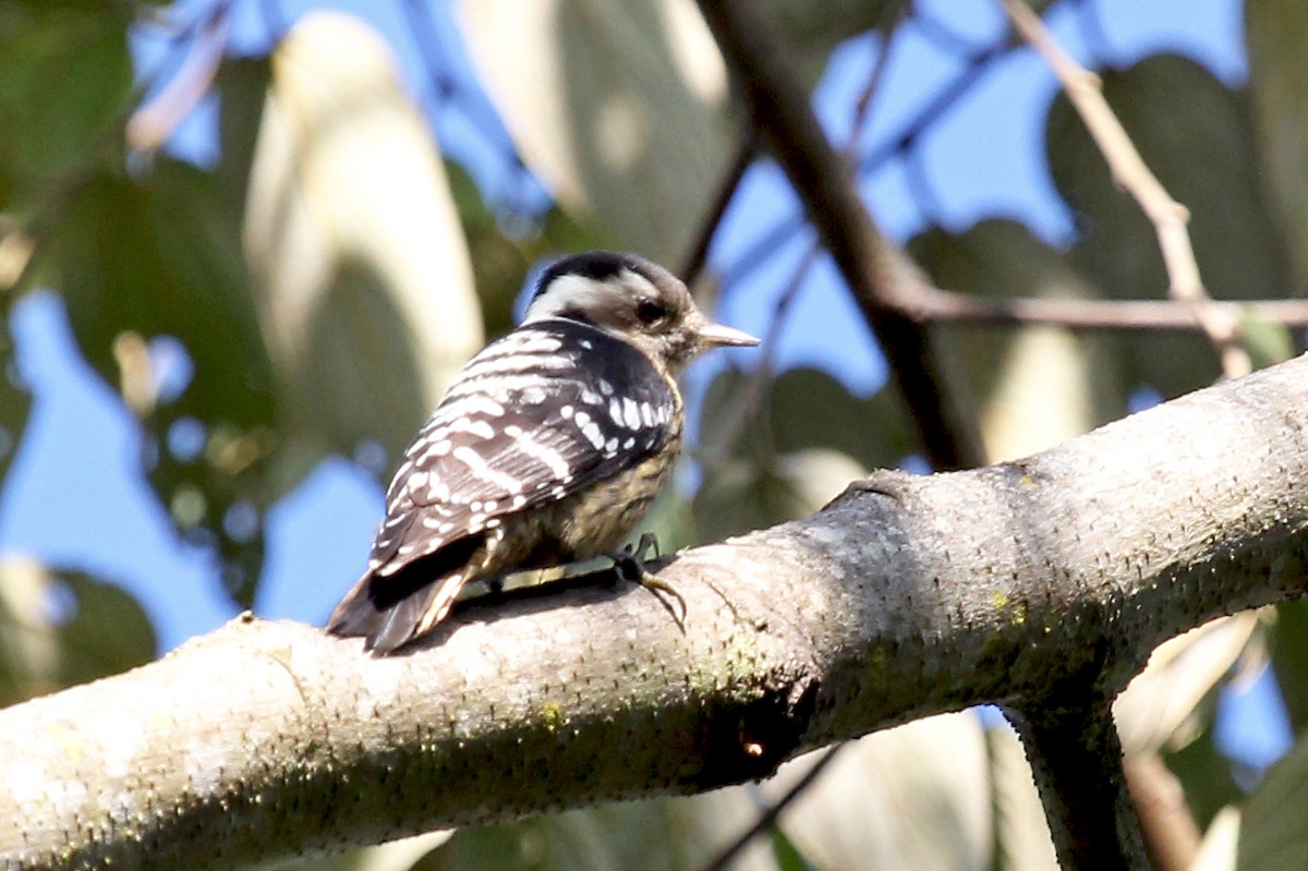 Gray-capped Pygmy Woodpecker - ML611464417