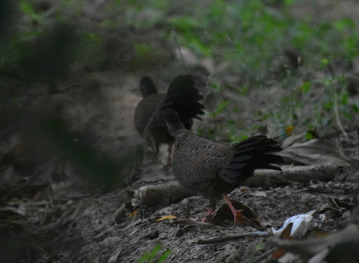 Red Spurfowl - ML611464419