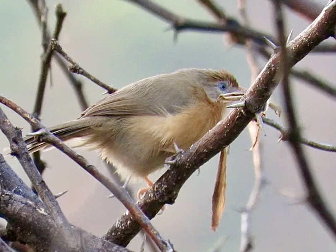 Tawny-bellied Babbler - ML611464446