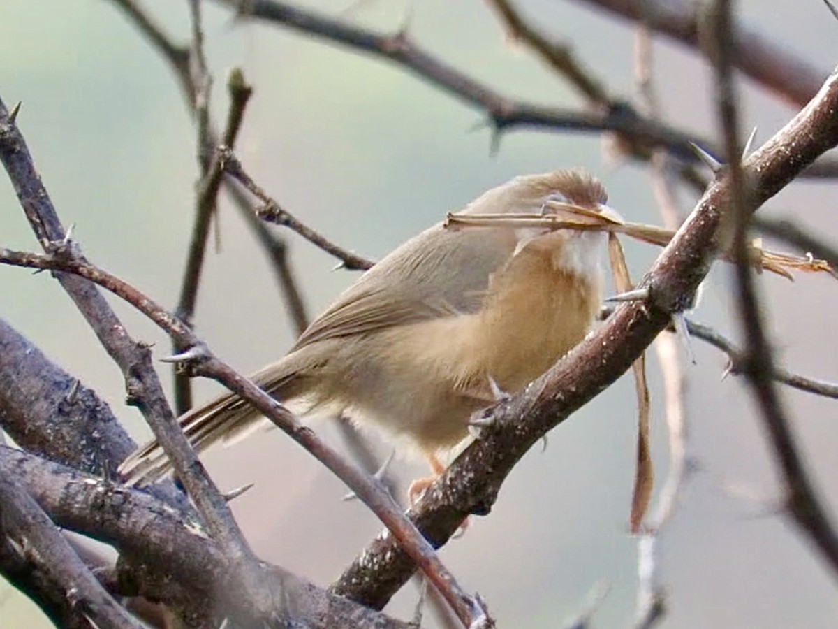 Tawny-bellied Babbler - ML611464447