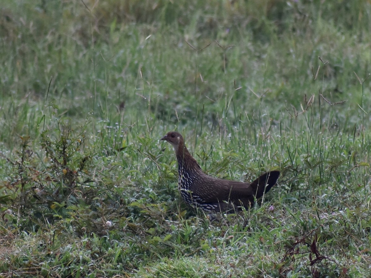 Gray Junglefowl - ML611464454