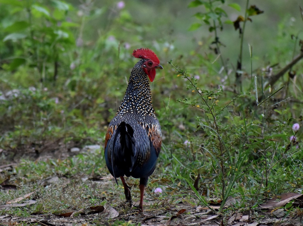 Gray Junglefowl - ML611464455