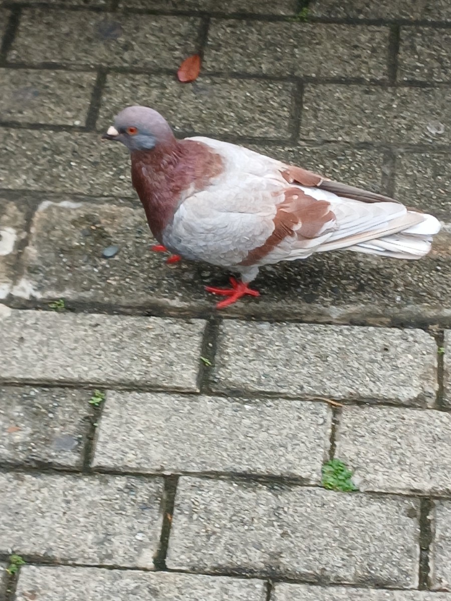 Rock Pigeon (Feral Pigeon) - ML611464463