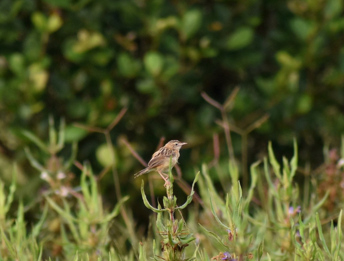 Zitting Cisticola - ML611464471