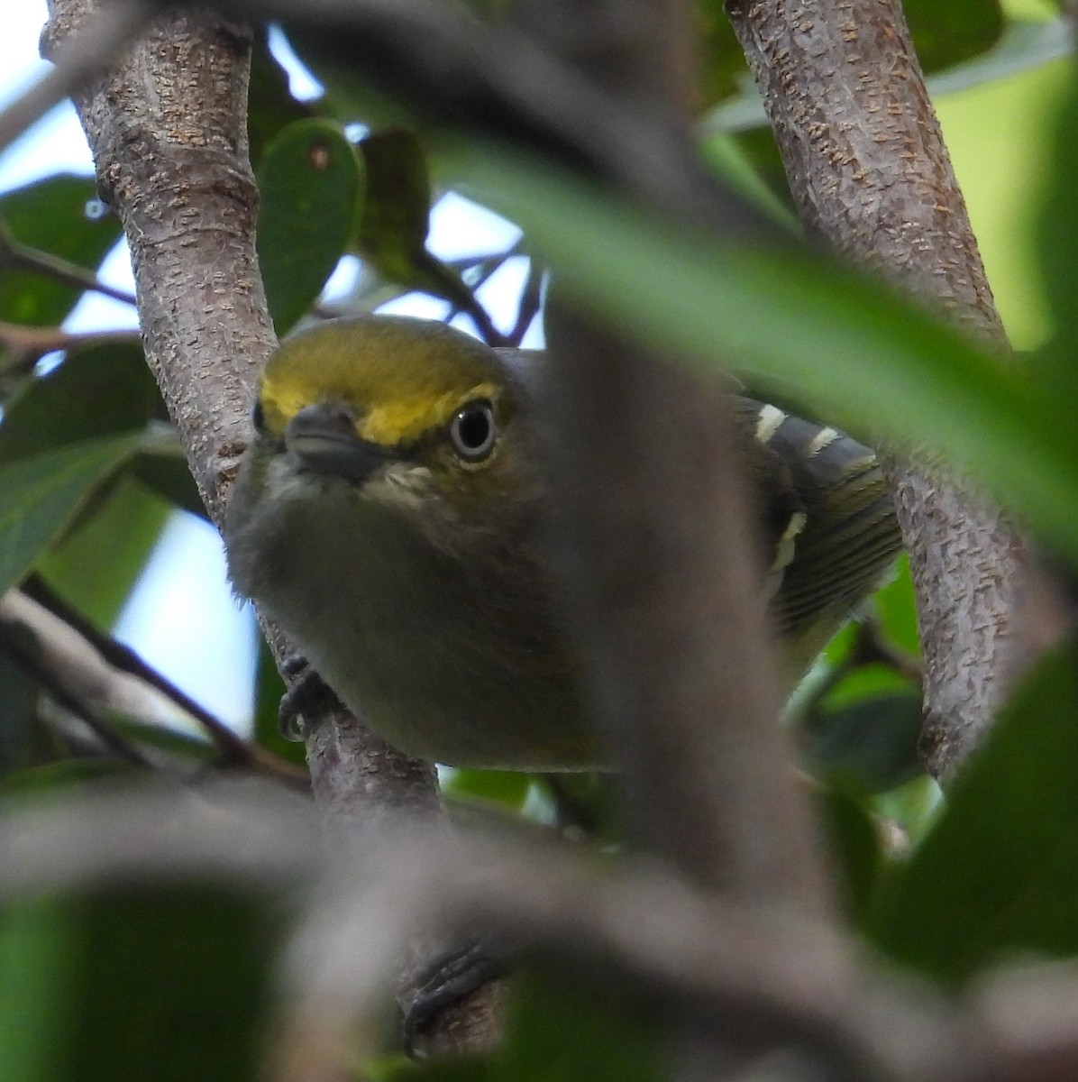 Ak Gözlü Vireo - ML611464626