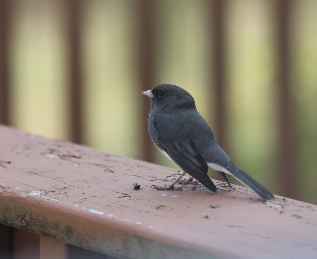 Dark-eyed Junco - Karin Pelton