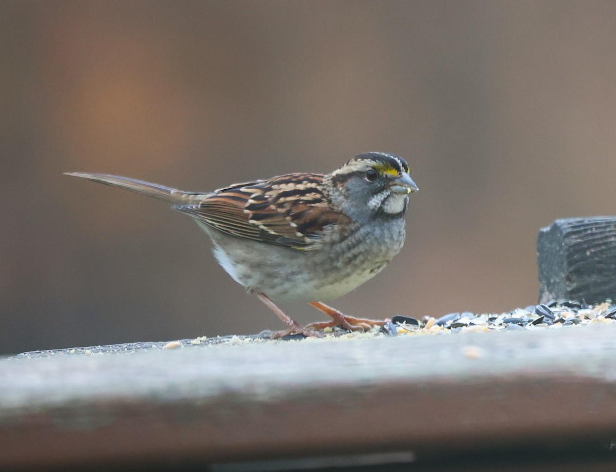 White-throated Sparrow - Karin Pelton
