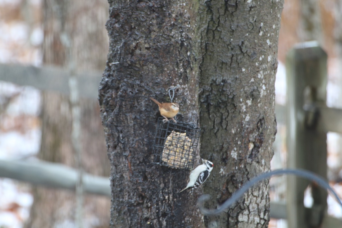 Carolina Wren - ML611464741