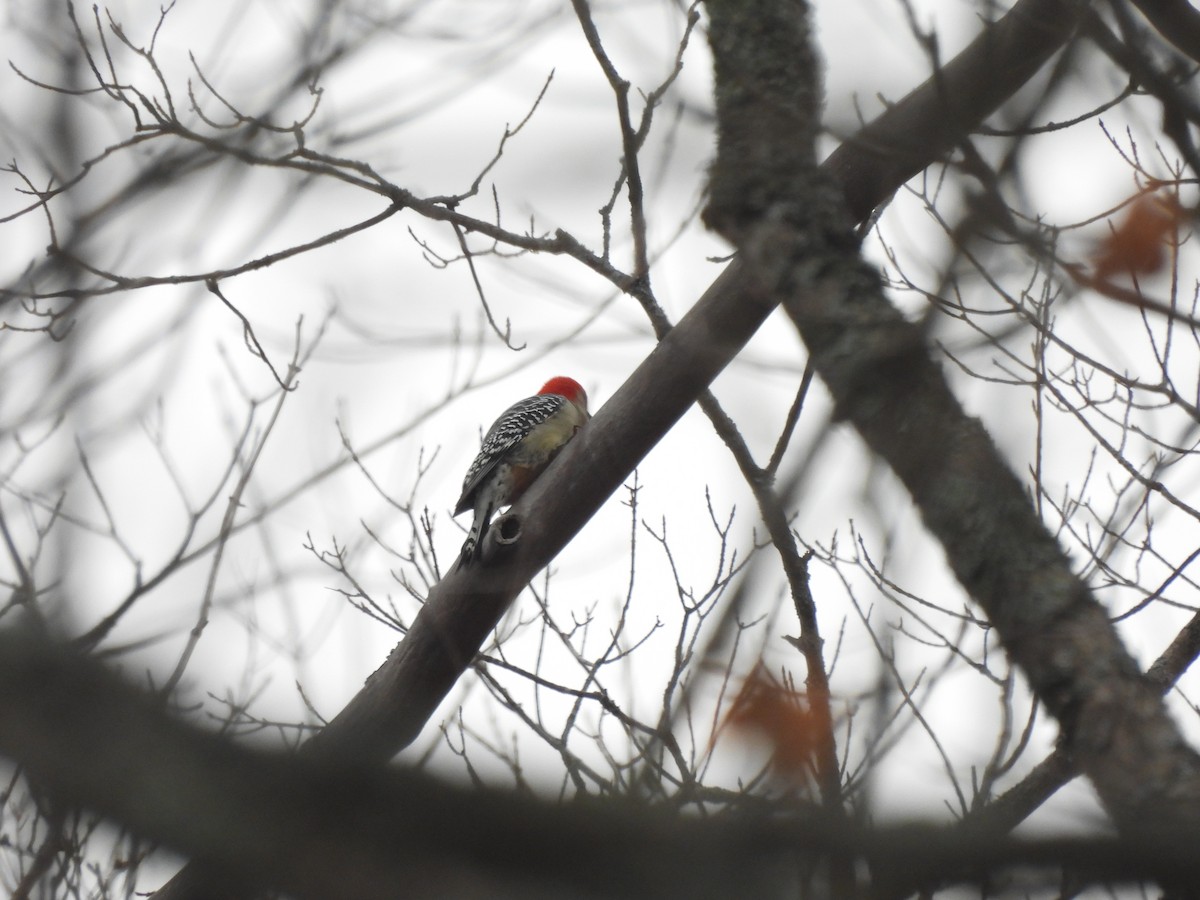 Red-bellied Woodpecker - ML611464879