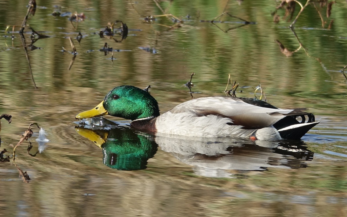 Mallard - ML611464904